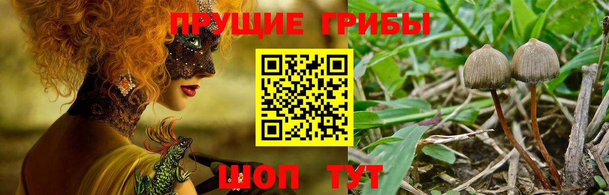 Галлюциногенные грибы Magic Shrooms  Вход с VPN  Галлюциногенные грибы GOLDEN TEACHER  что такое наркотик  Добрянка 
